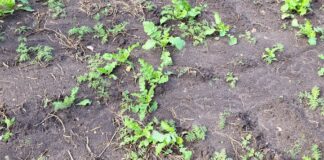 Sektor ootab põuakahjude leevendusmeetmeid