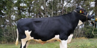 3 küsimust Bulitkole: tõuaretuselt oleme Baltikumis suuremad