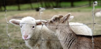 06.06 ja 09.06.2023 EPKK teoreetiline koolitus “Lammaste kunstlik seemendamine”