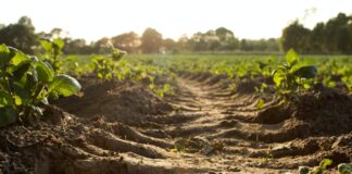 30.05.2023 EPKK infopäev koos ettevõtte külastusega „Taastav põllumajandus ja Mäemõisa OÜ külastamine“