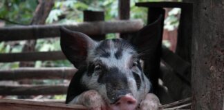 Uuring näitab seakasvatuse hüppelist kallinemist