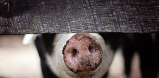 29.06.2023 EPKK infopäev „Sigade seemendamine ja karja tervis“