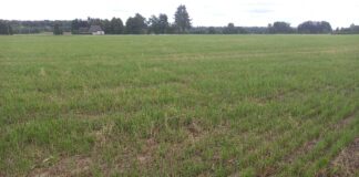 Sööda nappus viib loomad tapamajja