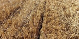 Põllumehed ja loomakasvatajad taotlesid eriolukorda