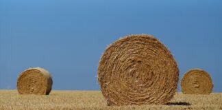 31.07.2023 Infopäev „Jätkusuutlik silotootmine – Põllupäev Hummuli Agros”