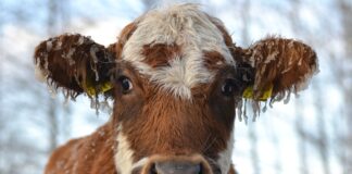 09.10.2025 (EPA) BreedExpo konverents „Tõuveis – väikese riigi suur rikkus“
