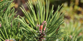 Saavutus: 8 aastaga 20 miljonit kodumaist metsataime