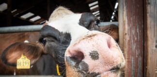 11.12.23 EPKK Infopäev „Loomakasvatuse tehnoloogiad“