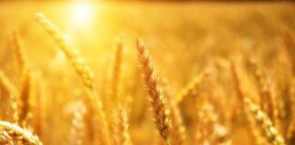 6.12.23 konverents “Teraviljafoorum 2023”