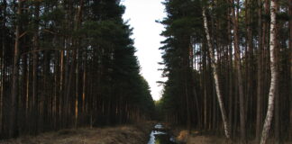 Brüsseli metsaseire määrus tasalülitab meie iseolemise õiguse