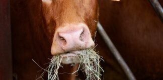 26.03.2024 seminar “Parimad keskkonnasõbralikud praktikad söödatootmises ja loomade talvisel söötmisel lihaveisekasvatuses.” Pildi allikas: Pixabay