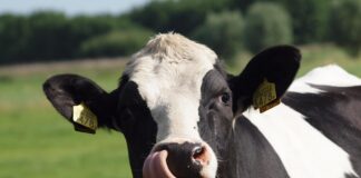 26.03.2025 seminar „Piimarasv ja valk: olulised komponendid“