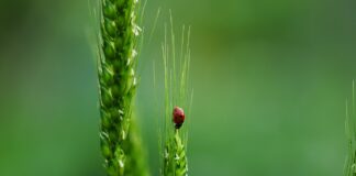 30.05.2025 infopäev veebis: elurikkus – saagikuse suurendamise võimalused Pildi allikas: Pixabay