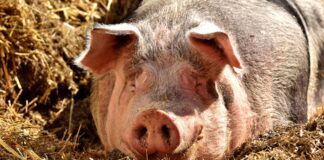 Jälgi konverentsi: „Seakasvatussektori pikk plaan – ühtne tervis“