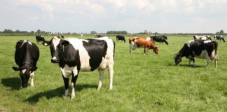 Tõuaretuses peame rõhuma kvaliteedile, mitte toodangu mahule