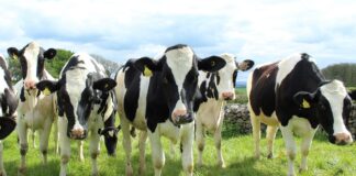 04.11.2025 infopäev Piimanduse keskkonnajalajälg