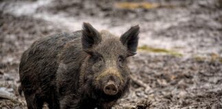 Tauditõrje ekspertrühma kohtumine 22. novembril