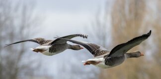 Haneliste kevadine heidutusjaht – tootjate taotluste kogumine