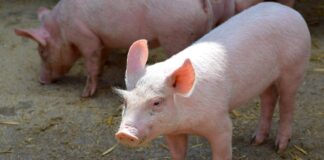 Suu- ja sõrataudi juhtumid on jõudnud ka Ungarisse ja Slovakkiasse. Euroopa Liit karmistab meetmeid