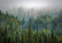 19.05.2025 infopäev veebis: Põllumajandus- ja metsandusühistute võimalused ringmajanduses Pildi allikas: Pixabay