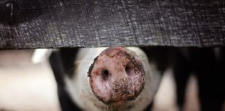 20.02.2026 Täiendkoolitus: Karja testimine seakasvatuses