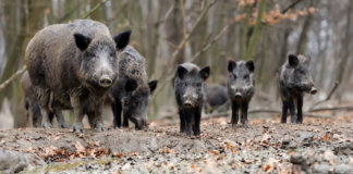 Hea põllumees – aita peatada sigade Aafrika katku levik!