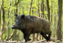 Sigade aafrika katk levib ulatuslikult