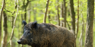 Sigade aafrika katk levib ulatuslikult