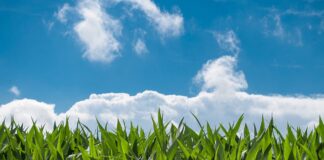 24.09.2025 Maisisilo õpiring (esimene osa)