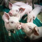 Sealiha väärtusahela ettevõtjad pöördusid ministri poole: kodumaine sealihatootmine on kriisis