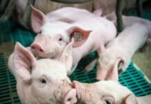 Sealiha meie toidulaual – ohutuse põhimõtted SAKi ajal