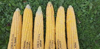 Silotootmise õpiringide seeria esimene kogunemine toimus Sadala Agro maisipõllul