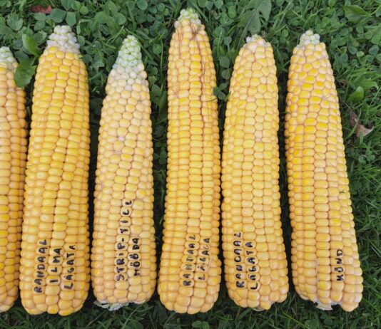 Silotootmise õpiringide seeria esimene kogunemine toimus Sadala Agro maisipõllul