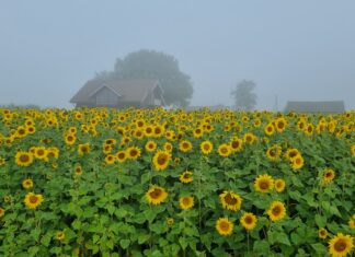 Kojaga liitus Kukevälja Talu OÜ