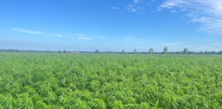 Kojaga liitus Green Grain OÜ