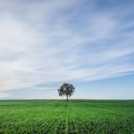 10.02.2026 infopäev: Väärtuslikud püsirohumaad ja rohumaade liigirikkus Pildi allikas: Pixabay