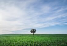 10.02.2026 infopäev: Väärtuslikud püsirohumaad ja rohumaade liigirikkus Pildi allikas: Pixabay