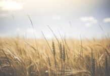 15.01.2026 infopäev veebis “Kestlik toidutootmine” Pildi allikas: Pixabay