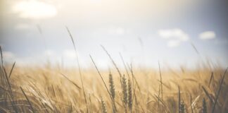 15.01.2026 infopäev veebis: Kestlik toidutootmine Pildi allikas: Pixabay