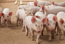 28.01.2026 Infopäev: „Seakasvatuse andmete trendid ning nende kasutamine kvaliteetse sealiha tootmisel“