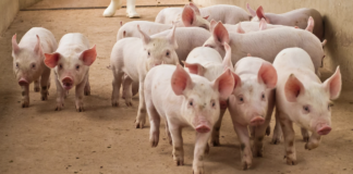 28.01.2026 Infopäev: „Seakasvatuse andmete trendid ning nende kasutamine kvaliteetse sealiha tootmisel“