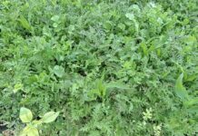 Algab rahvusvaheline projekt „Tark Taimekasvatus“ – fookuses mulla tervis ja põllumajanduse konkurentsivõime