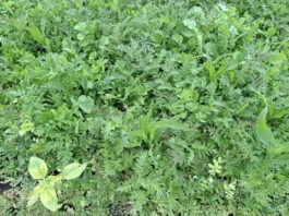 Algab rahvusvaheline projekt „Tark Taimekasvatus“ – fookuses mulla tervis ja põllumajanduse konkurentsivõime