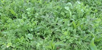 Algab rahvusvaheline projekt „Tark Taimekasvatus“ – fookuses mulla tervis ja põllumajanduse konkurentsivõime