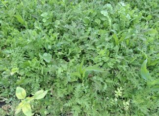 Algab rahvusvaheline projekt „Tark Taimekasvatus“ – fookuses mulla tervis ja põllumajanduse konkurentsivõime