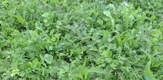 Algab rahvusvaheline projekt „Tark Taimekasvatus“ – fookuses mulla tervis ja põllumajanduse konkurentsivõime