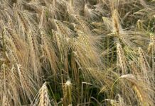 Komisjon eraldab Eesti, Bulgaaria ja Ungari põllumajandustootjatele 21,5 miljonit eurot ekstreemsete ilmastikuolude tõttu tekkinud kahju korvamiseks