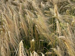 Komisjon eraldab Eesti, Bulgaaria ja Ungari põllumajandustootjatele 21,5 miljonit eurot ekstreemsete ilmastikuolude tõttu tekkinud kahju korvamiseks