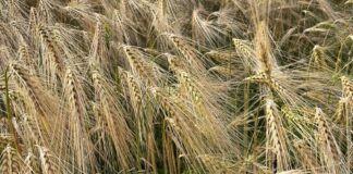 Komisjon eraldab Eesti, Bulgaaria ja Ungari põllumajandustootjatele 21,5 miljonit eurot ekstreemsete ilmastikuolude tõttu tekkinud kahju korvamiseks