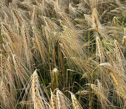 Komisjon eraldab Eesti, Bulgaaria ja Ungari põllumajandustootjatele 21,5 miljonit eurot ekstreemsete ilmastikuolude tõttu tekkinud kahju korvamiseks